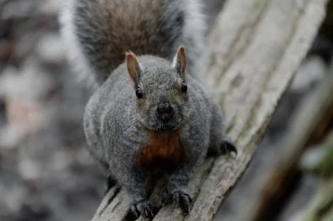 Gray Squirrel 스톡 사진