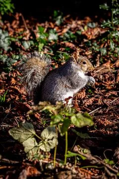 A Gray Squirrel Foto stock