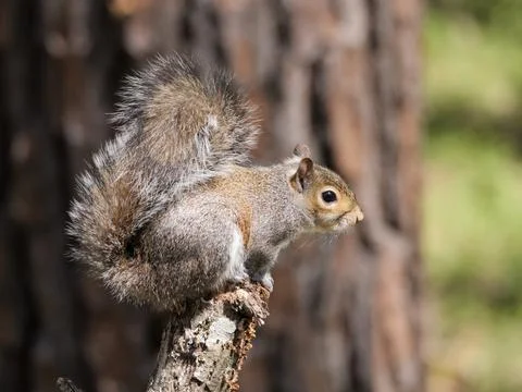 Gray Squirrel Foto stock