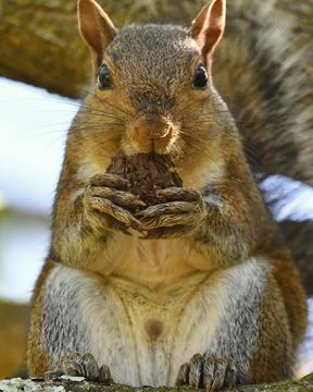 Gray Squirrel Stock Photos
