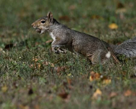 Gray Squirrel Stock Photos