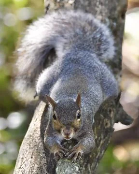 Gray Squirrel Stock Photos