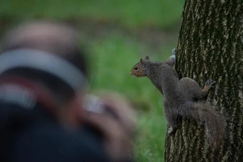 Gray squirrel photographed while climbing a tree Stock Photos