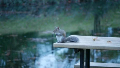 Gray squirrel on a picnic table Foto stock