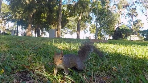 Gray squirrel playing with the camera. Stock Footage 120087358