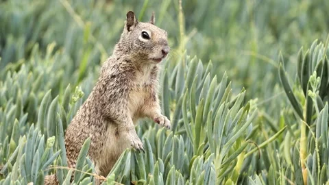 Gray squirrel portrait 2 Stock Footage 339790016