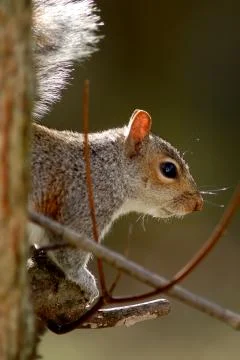 Gray squirrel portrait Stock Photos