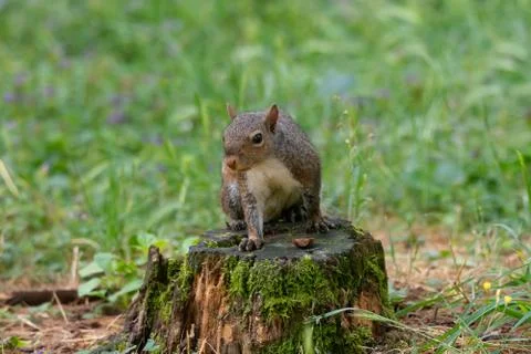 Gray squirrel posing over a trunk in the woods Stock Photos