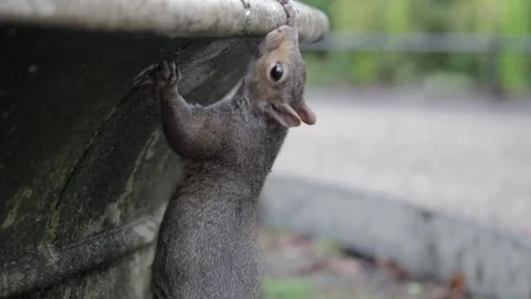 A gray squirrel is reaching out to drink from a fountain Stock Footage 71886690