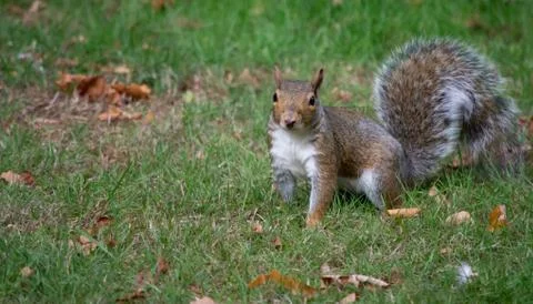 Gray squirrel ready to pounce Stock Photos