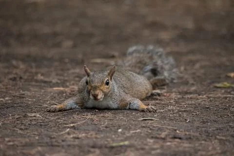 Gray squirrel refreshes himself lying on the ground Stock Photos