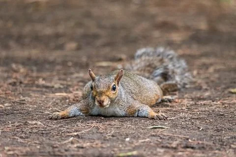 Gray squirrel refreshes himself lying on the ground Stock Photos