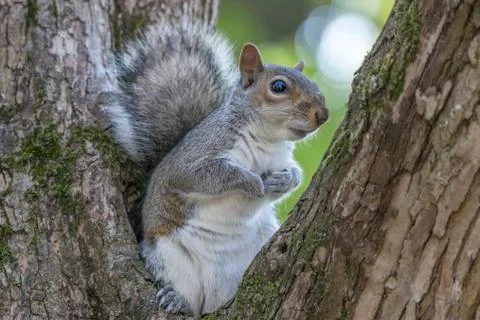 Gray Squirrel Resting in a Tree Stock Photos