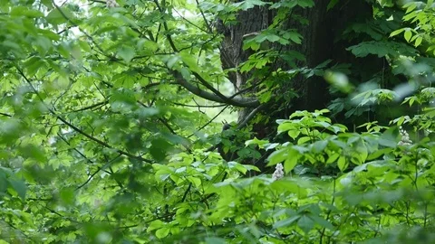 Gray squirrel rides to a tree Stock Footage 76235277