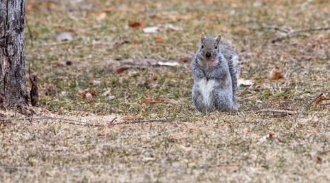 Gray squirrel running about Stock Photos