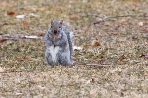 Gray squirrel running about in soft focus Stock Photos