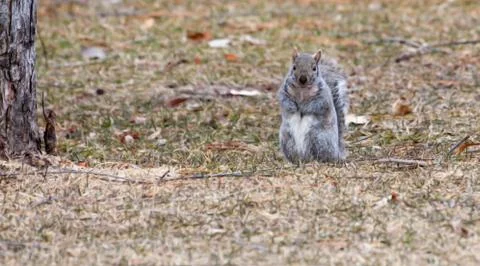 Gray squirrel running about in soft focus Foto stock