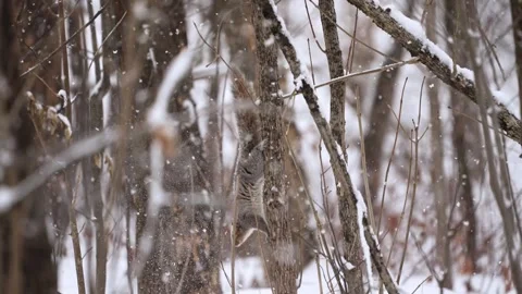 Gray squirrel running on tree trunk in winter snowstorm 库存影片 333416751