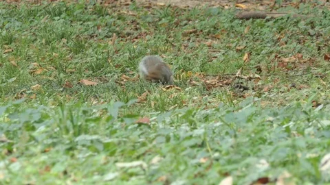 Gray squirrel runs and paws in the meadow Video stock 119814186