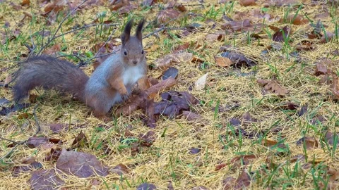 A gray squirrel runs on the ground, looking for food, headed towards the camera Stock Footage 223004649
