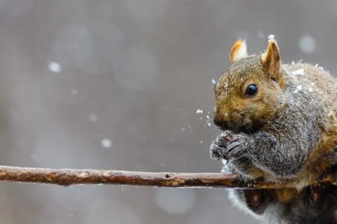 Gray squirrel, (Sciurus carlinensis) with snow on its face Stock Photos