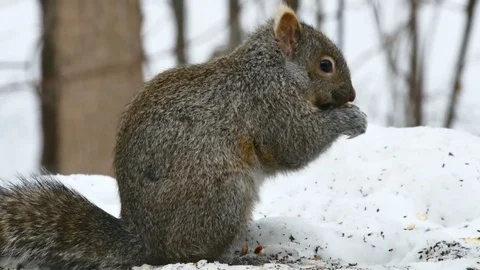 Gray Squirrel - sciurus carolinensis - eastern or grey squirrel closeup Video stock 84916828