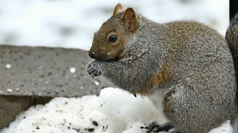 Gray Squirrel - sciurus carolinensis - eastern grey squirrel eating seeds. Stock Footage 102816593