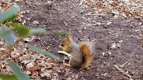 Gray Squirrel (Sciurus carolinensis) eating an acorn in autumn with leaves Stock Footage 126940046