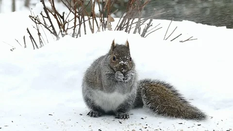 Gray Squirrel - sciurus carolinensis - endures mini blizzard Stock Footage 102816942