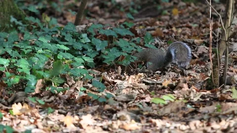 Gray squirrel (Sciurus carolinensis) foraging in a forest park Stock Footage 234744754