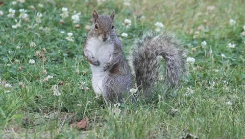 Gray Squirrel (sciurus carolinensis) grooming in the grass Stock Footage 11276046