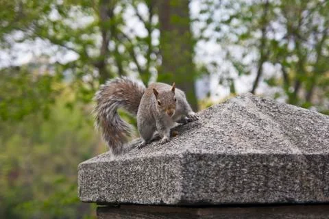 Gray Squirrel (Sciurus Carolinensis) Stock Photos