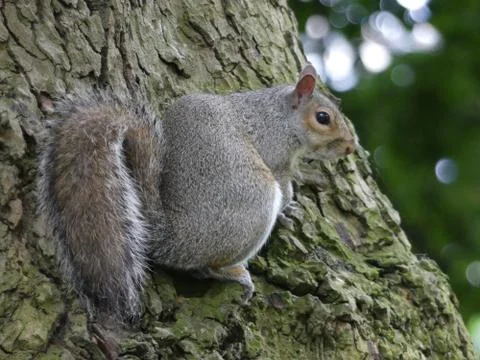 A Gray Squirrel - Sciurus carolinensis - sat on the side of a tree in London, 写真素材