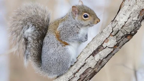 Gray squirrel (Sciurus carolinensis) on tree limb grooming self. Vídeo Stock 71308460