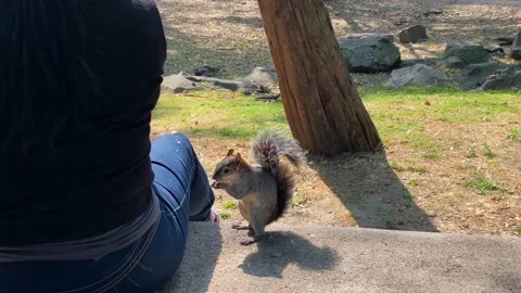 Gray Squirrel is seen in Chapultepec urban park, Mexico City, 4K Stock Footage 145441483