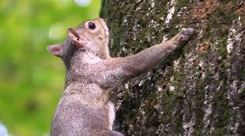 Gray squirrel on side of red oak tree closeup Stock Footage 56535270
