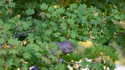 Gray squirrel sits on a branch of a green tree and eats the fruits Stock Footage 137932446
