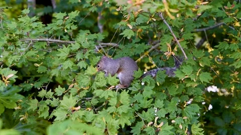 Gray squirrel sits on a branch of a green tree Stock Footage 137932483