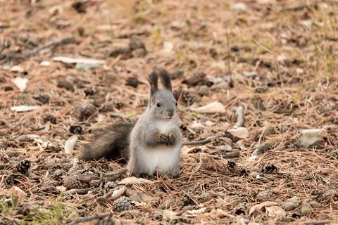 A gray squirrel sits on the ground with its legs folded in front of it Stock Photos