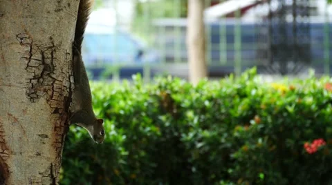 Gray squirrel sitting on a branch in a tree eating acorns 스톡 동영상 66928965