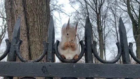 Gray squirrel is sitting on a fence and nibbling nuts in winter. Close-up Stock Footage 149786988
