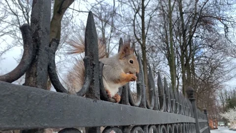 Gray squirrel is sitting on a fence and nibbling nuts in winter. Close-up Stock Footage 149787092