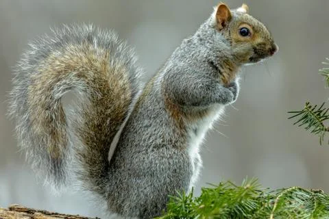 Gray squirrel sitting up looking around Stock Photos