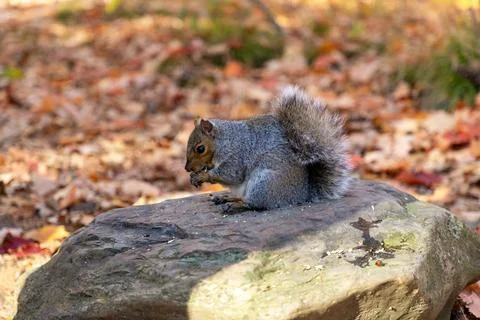 Gray squirrel sitting on rock eating nut with autumn leaf background Stock Photos