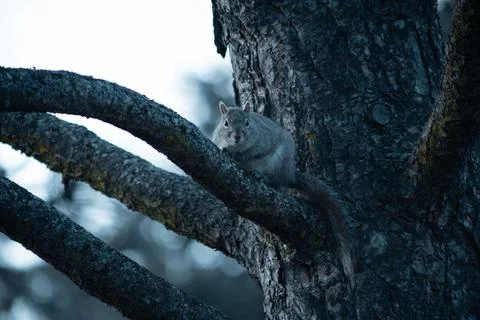 Gray Squirrel Sitting on Tree Branch Looking at Camera Stock Photos