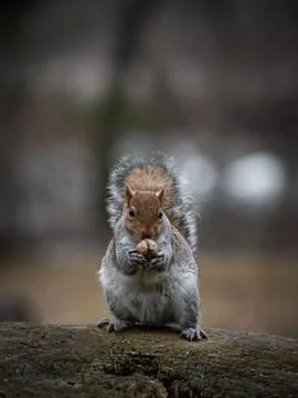 Gray squirrel sitting on a tree trunk eats a nut Stock Photos
