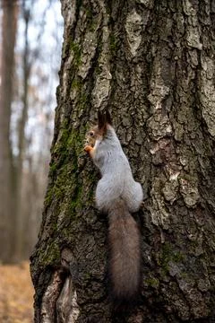Gray squirrel sitting on a tree trunk, close-up Fotos de archivo