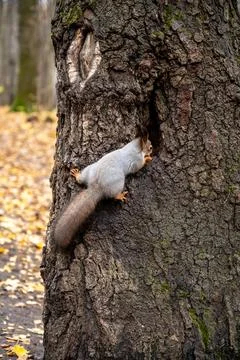 Gray squirrel sitting on a tree trunk, close-up Stock Photos