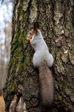 Gray squirrel sitting on a tree trunk, close-up Stock Photos