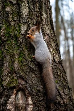 Gray squirrel sitting on a tree trunk, close-up Stock Photos